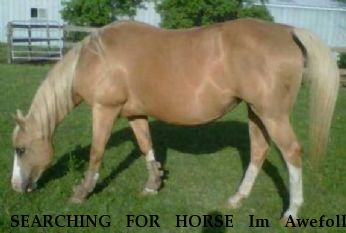 SEARCHING FOR HORSE Im Awefolly Lucky aka "Folly",  Near Arlington, TX, 76017